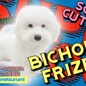 【 ビションフリーゼ 】初心者必見!生後5ヶ月を迎えた性格抜群の素晴らしき男子!