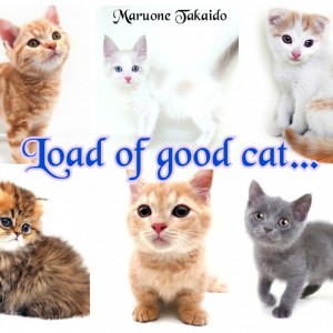 【 子猫をお迎えしたら 】コレでおりこうさんへの道が開けます～しつけ編～