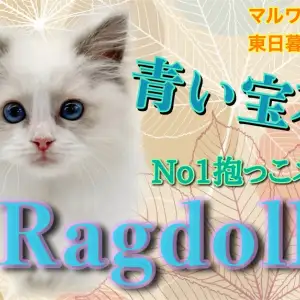 【 ラグドール 】圧倒的な美しさ!容姿も性格も最上級のジュエリーキャット!