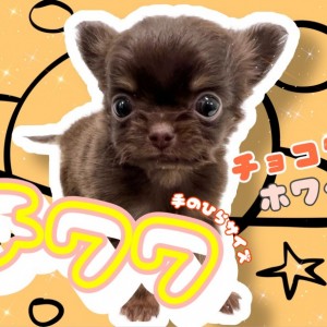 【 極小チワワ 】世界最小犬種の中でもかなり小さめ!美しいチョコレートブラウン