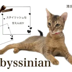 【 アビシニアン 】クールビューティーな外見と超甘えん坊がギャップ萌え！