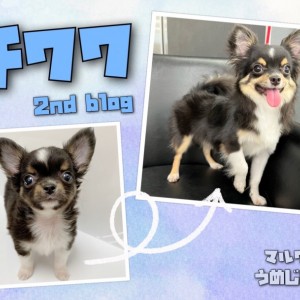 【 チワワ 】生後8ヶ月!小さめチワワくんのセカンドブログ!