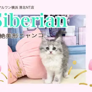 【 サイベリアン 】シルバーカラーの超絶イケにゃんサイベリアン