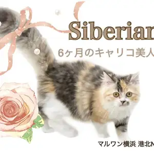 【 サイベリアン 】フレンドリーな美猫、6ヶ月のキャリコの女の子