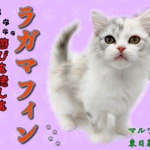 【 ラガマフィン 】人気爆増中の大注目キャット!遊びも癒しもお任せあれ