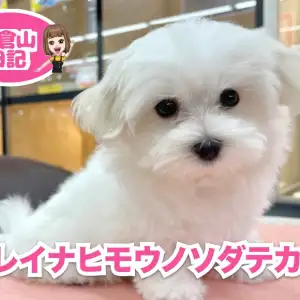 【 6/7 マルのお手入れ 】フワフワを保つための秘訣はブラッシングにあり!