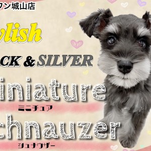 【 ミニチュアシュナウザー 】見た目はスタイリッシュ!中身は甘えん坊な子犬