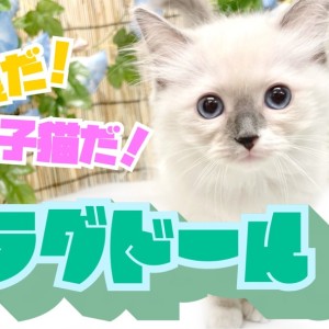 【 ラグドール 】ぬいぐるみの様な猫とはまさにこのこと!超甘々子猫が登場!