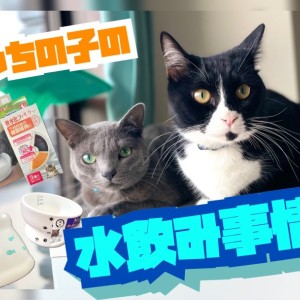 【 松島体験談 】生命活動に重要なお水をちょっと見てみて!愛猫の水飲み事情