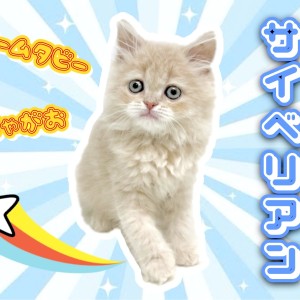 【 サイベリアン 】愛されフェイスの低アレルゲンキャットが仲間入り!