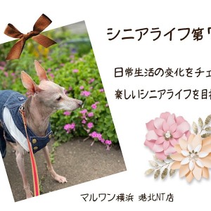 【 お役立て情報 】シニア犬の気をつけたい日常を解決しちゃおう