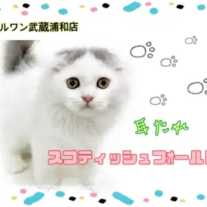 【 スコティッシュフォールド 】人気急上昇!希少な耳たれスコティッシュ!