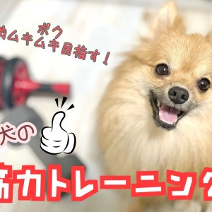 【 長生きの秘訣 】意外と重要!怪我&肥満防止のための愛犬筋力トレーニング