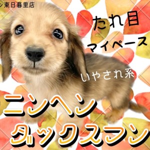 【 カニンヘンダックスフント 】胴長短足でマズルも短いおっとり垂れ目ガール!