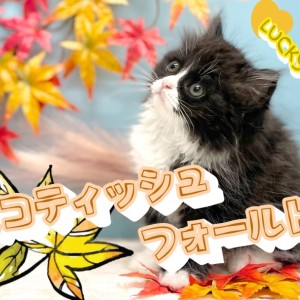【 スコティッシュフォールド 】左右で履き間違えちゃった靴下にゃんこ!幸運CAT