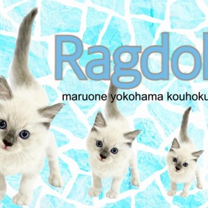 【 ラグドール 】コバルトブルーの瞳の美少女、ラグドール