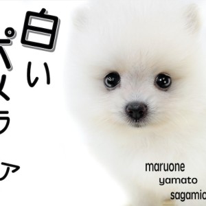 【 ポメラニアン 】大人気の白ポメ!小さめサイズで生後60日で体重452g!