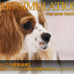 【 わんこの飼育説明 】本羽田店キャバちゃんのお迎え直後の生活をシュミレーション!