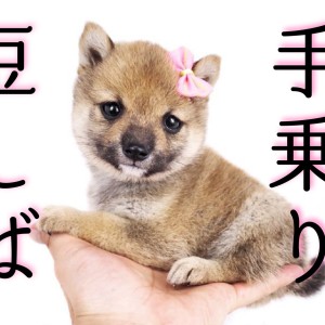 【 豆柴 】KC認定の希少な手乗り豆柴ちゃん登場!!