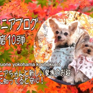 【 お役立て情報 】シニアちゃんと新しい家族のお迎えに知ってると安心!