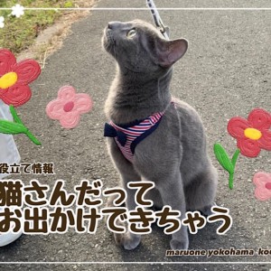 【 お役立て情報 】猫さんだってお出かけできちゃう!