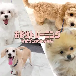 【 お散歩トレーニング 】お散歩の秘訣!愛犬とのお散歩で大切なこと