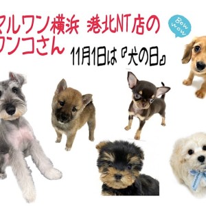 【 犬の日 】わん・わん・わんの日、NT店の6わん