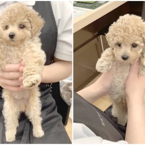 【 トイプードル 】今は逆に珍しい?淡いクリームカラーが可愛らしいプードルくん