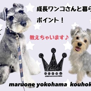 【 お役立て情報 】成長したワンコさんのおすすめポイント!