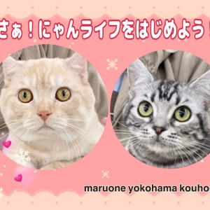 【 お役立て情報 】9ヶ月を迎えた猫さんと新しいニャンライフを満喫しませんか?