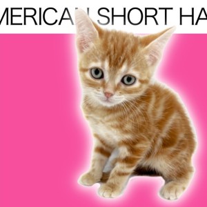 【 アメリカンショートヘア 】可愛さと可憐さを持ち合わせたレッドタビーの女の子!