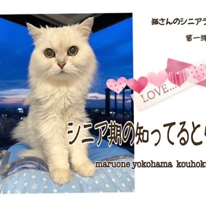 【 お役立て情報 】猫さんのシニアライフ第1弾!シニア期の知ってると安心