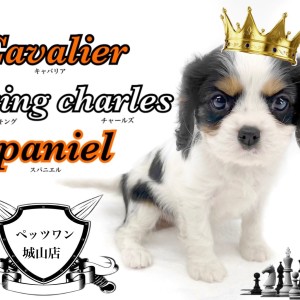 【 キャバリア・キングチャールズ・スパニエル 】タプタプの唇が癒しの三色ワンコ