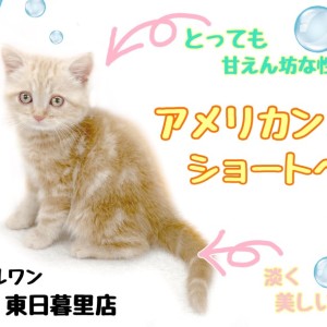 【 アメリカンショートヘア 】クリーム色の被毛と丸顔が可愛すぎ子猫