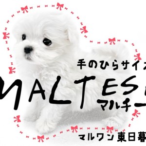 【 マルチーズ 】ホワイト犬種で1番の小さめ犬種、の中の小さめマルちゃん!