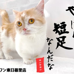 【 マンチカン 】変わらない短足と増し続ける可愛さと愛嬌