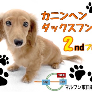 【 カニンヘンダックスフンド 】明日は今日よりもっと可愛くなるダックスちゃん