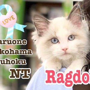 【 ラグドール 】天性の甘え上手!抱っこにゃんこのラグちゃん