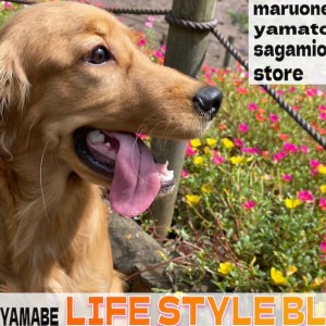 【 スタッフライフブログ 】共働きの夫と2人の子供と愛犬と送る私のペットライフ