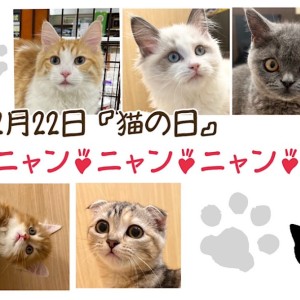 【 お役立て情報 】2月22日は猫の日!NT店5頭の癒し猫さん