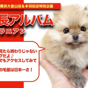 【 ポメラニアンアルバム 】マルワンナンバーワンの毛量を持つポメちゃん!