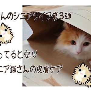 【 お役立て情報 】第3弾 知ってると安心!シニア猫さんの皮膚ケア