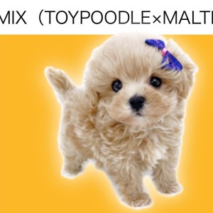 【 MIXマルプー 】マルワンプレミアム!ミニマムサイズの男の子!
