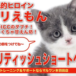 【 ブリティッシュショートヘア 】希少カラーの女の子!ぶりえもん登場!