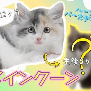 【 メインクーン 】愛され続け迎えた生後半年！素敵なレディへ大変身のメイちゃん