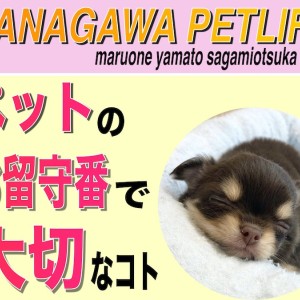 【 神奈川ペットライフ 】ペットのお留守番の必要性と大切なコト