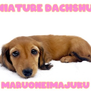 【 ダックスフント 】レッドカラーの胴長短足ボディ!困り顔の癒し系な女の子!