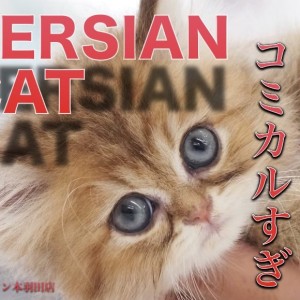 【 ペルシャ 】ぴょんぴょん跳ね回る元気いっぱいのチンチラゴールデン!