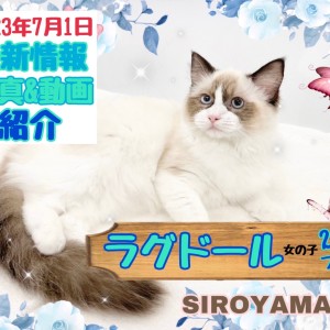【 ラグドール 】2nd紹介 ワンちゃんとも仲良くできそうな優しい猫