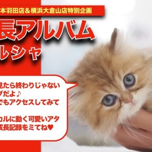 【 ペルシャ 】お目々パッチリ!ゴージャスな被毛が魅力的なペルちゃんの成長記